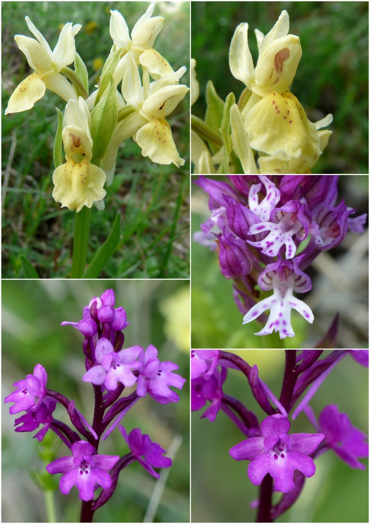 La Valle delle orchidee, Sassano e Monte San Giacomo 9 e 10 maggio 2015